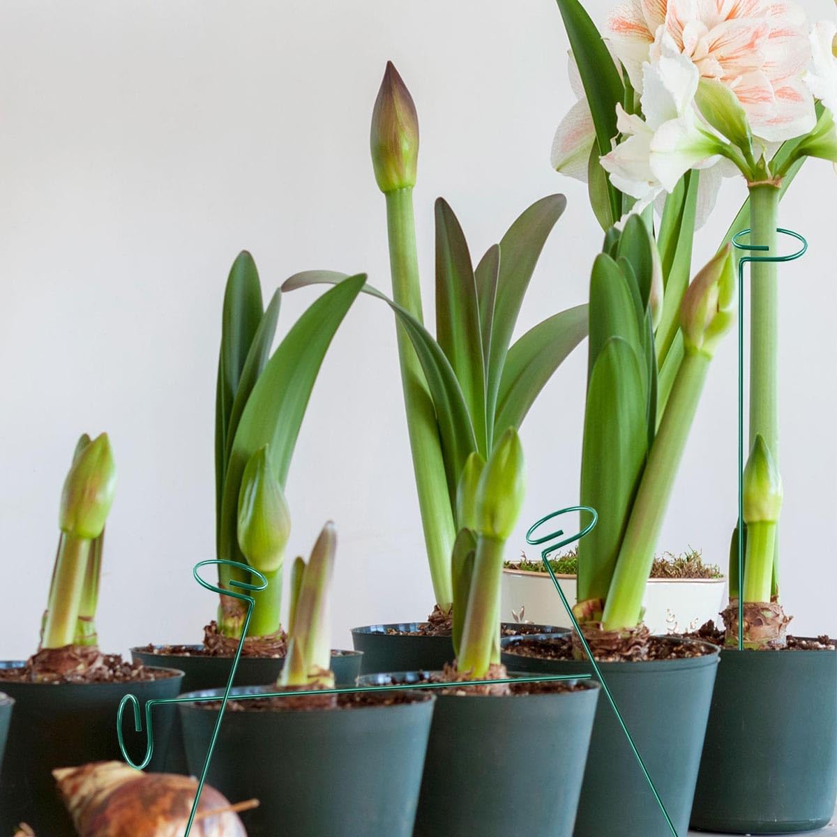 20 Pieces 16 inch Green Single Stem Plant Stakes Garden Plant Support Rings Flower Support Hoops Prop for Amaryllis Orchid Lily Rose Peony Gladiolus