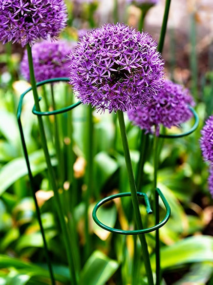 20 Pieces 16 inch Green Single Stem Plant Stakes Garden Plant Support Rings Flower Support Hoops Prop for Amaryllis Orchid Lily Rose Peony Gladiolus