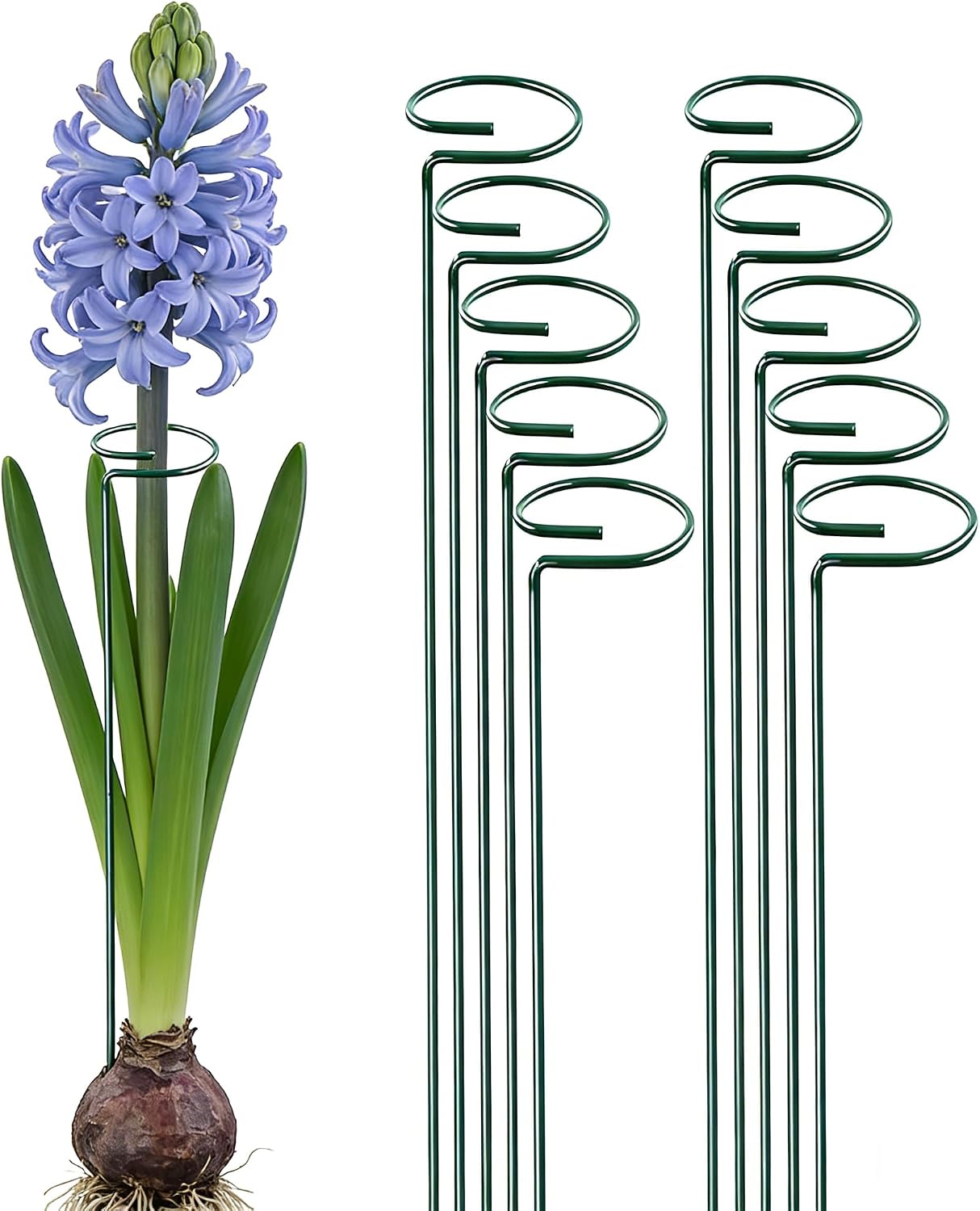 20 Pieces 16 inch Green Single Stem Plant Stakes Garden Plant Support Rings Flower Support Hoops Prop for Amaryllis Orchid Lily Rose Peony Gladiolus