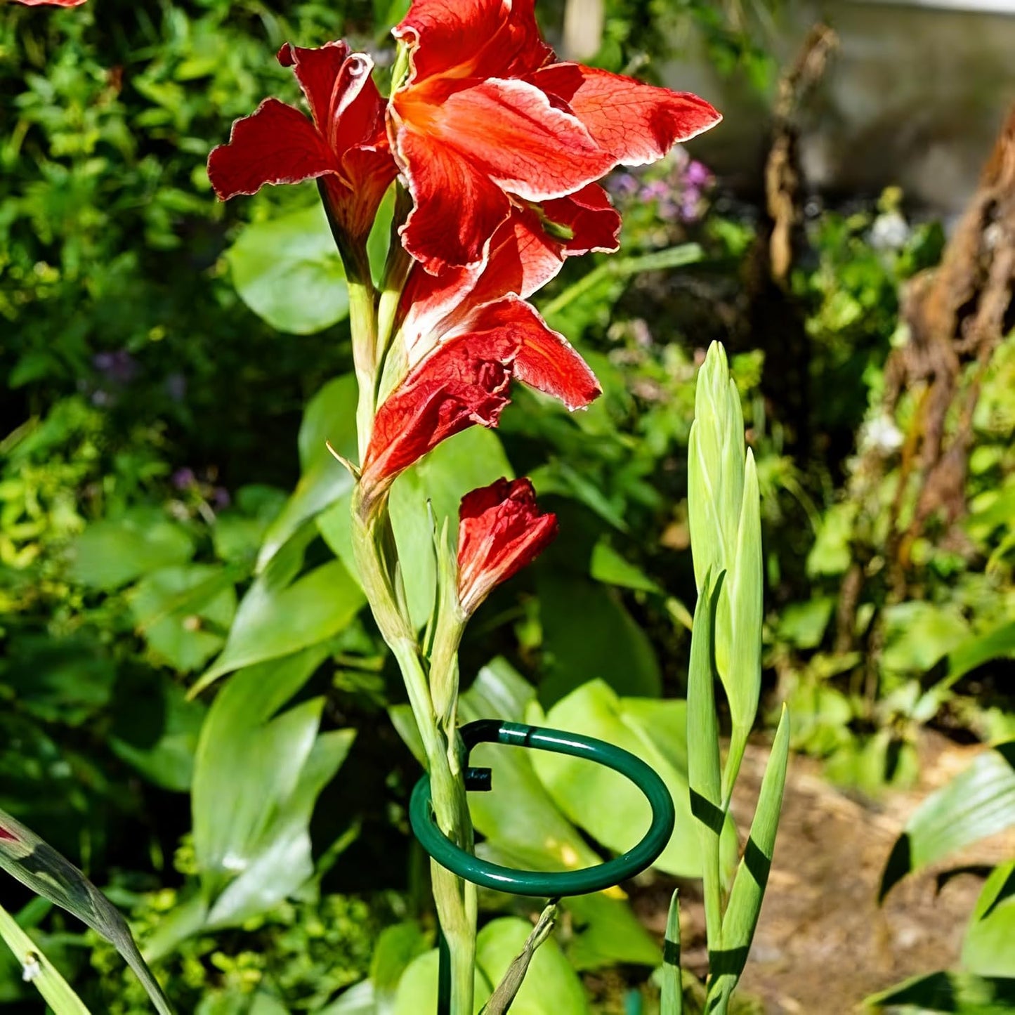 20 Pieces 16 inch Green Single Stem Plant Stakes Garden Plant Support Rings Flower Support Hoops Prop for Amaryllis Orchid Lily Rose Peony Gladiolus
