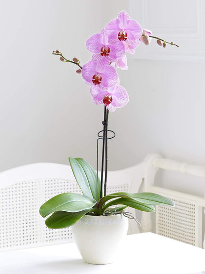 20 Pieces 16 inch Green Single Stem Plant Stakes Garden Plant Support Rings Flower Support Hoops Prop for Amaryllis Orchid Lily Rose Peony Gladiolus
