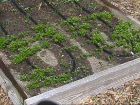 Flat Weeper Soaker Hose (25-Foot) - Drip Irrigation - Saves 70% Water - Drips Water Entire Length of Hose - Includes 3 Pressure Reducing Discs - NOT a Regular Garden Hose