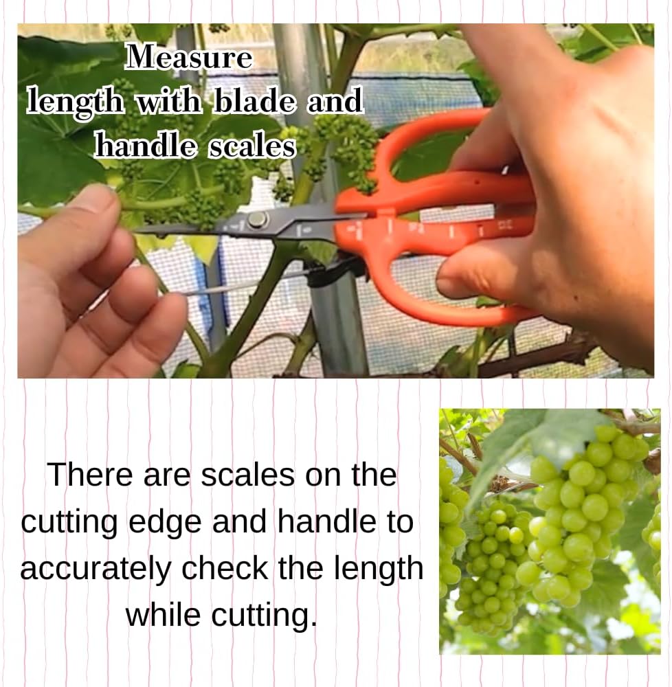 CHIKAMASA B-500SF Japanese Gardening Shears (2-Pack) with a Bonus Microfiber Cleaning Cloth - Fluorine Coated Stainless Steel Precision Trimmers for Grapes, Herbs, and Bonsai