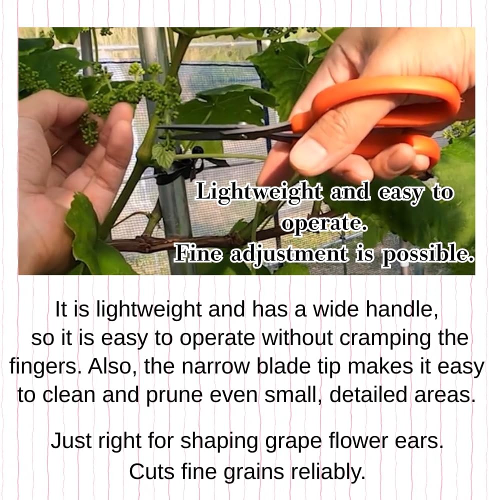 CHIKAMASA B-500SF Japanese Gardening Shears (2-Pack) with a Bonus Microfiber Cleaning Cloth - Fluorine Coated Stainless Steel Precision Trimmers for Grapes, Herbs, and Bonsai