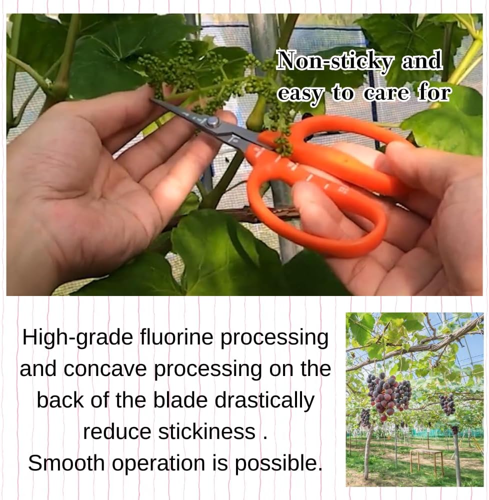 CHIKAMASA B-500SF Japanese Gardening Shears (2-Pack) with a Bonus Microfiber Cleaning Cloth - Fluorine Coated Stainless Steel Precision Trimmers for Grapes, Herbs, and Bonsai