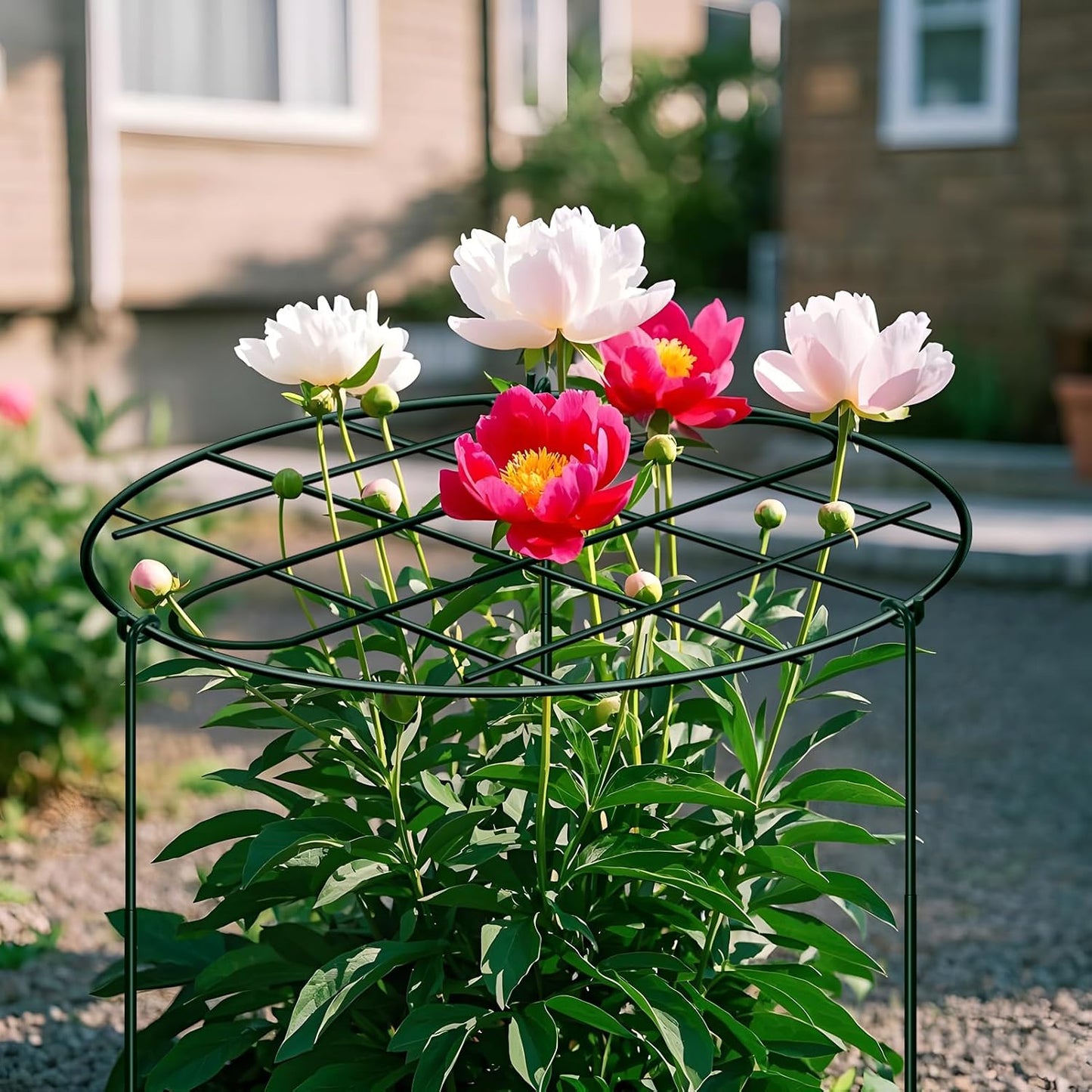 6 Pack 12 x 16 Inch Peony Cages and Supports for Outdoor Plants