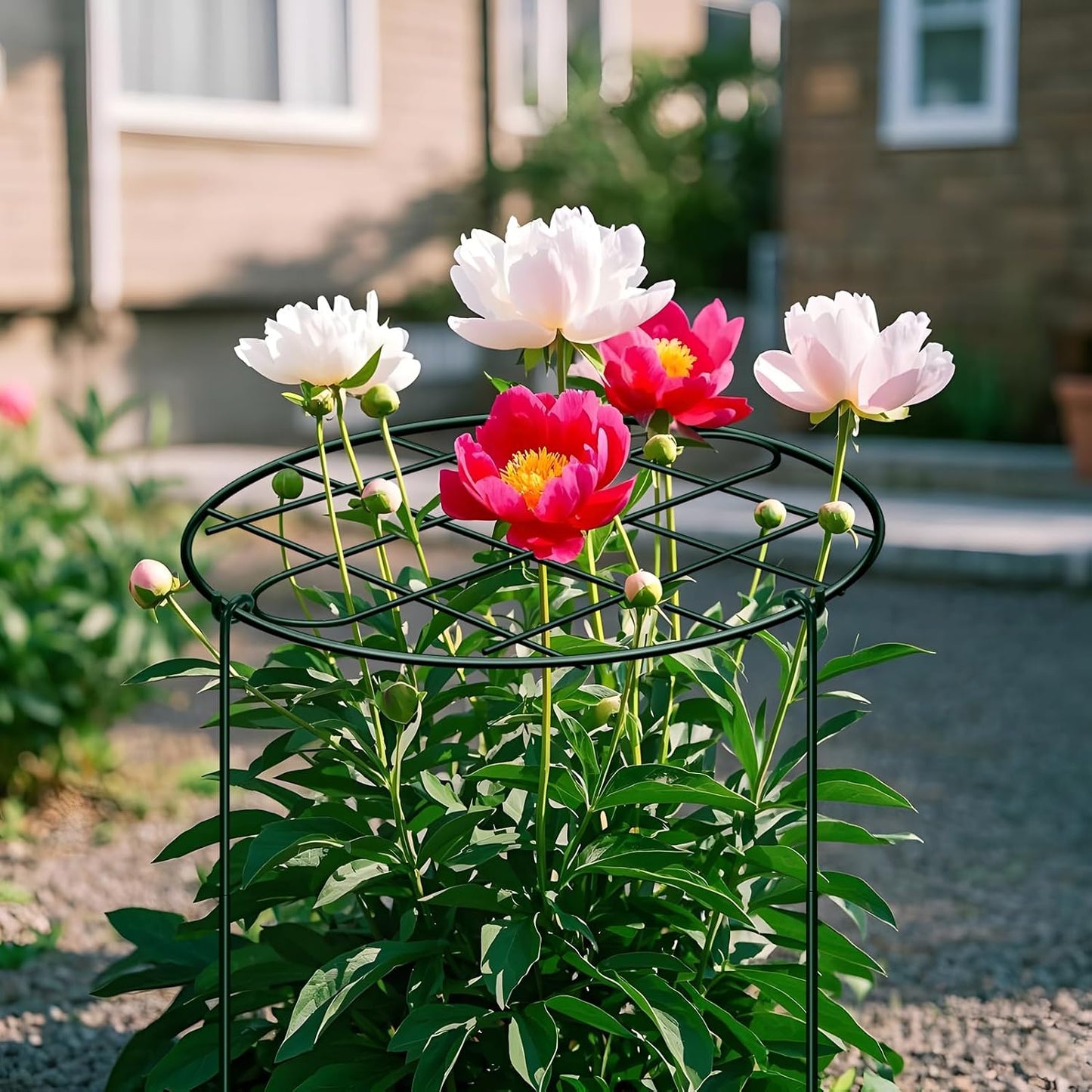 6 Pack 12 x 16 Inch Peony Cages and Supports for Outdoor Plants
