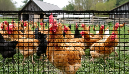 Heavy Duty Bird Netting for Chicken Coop, 19.5 x 19.5 ft 0.8”Mesh HDPE Chicken Netting for Hawks with Reinforced Edges, Durable & Reusable Poultry Netting for Garden Raised Beds & Fruit Trees