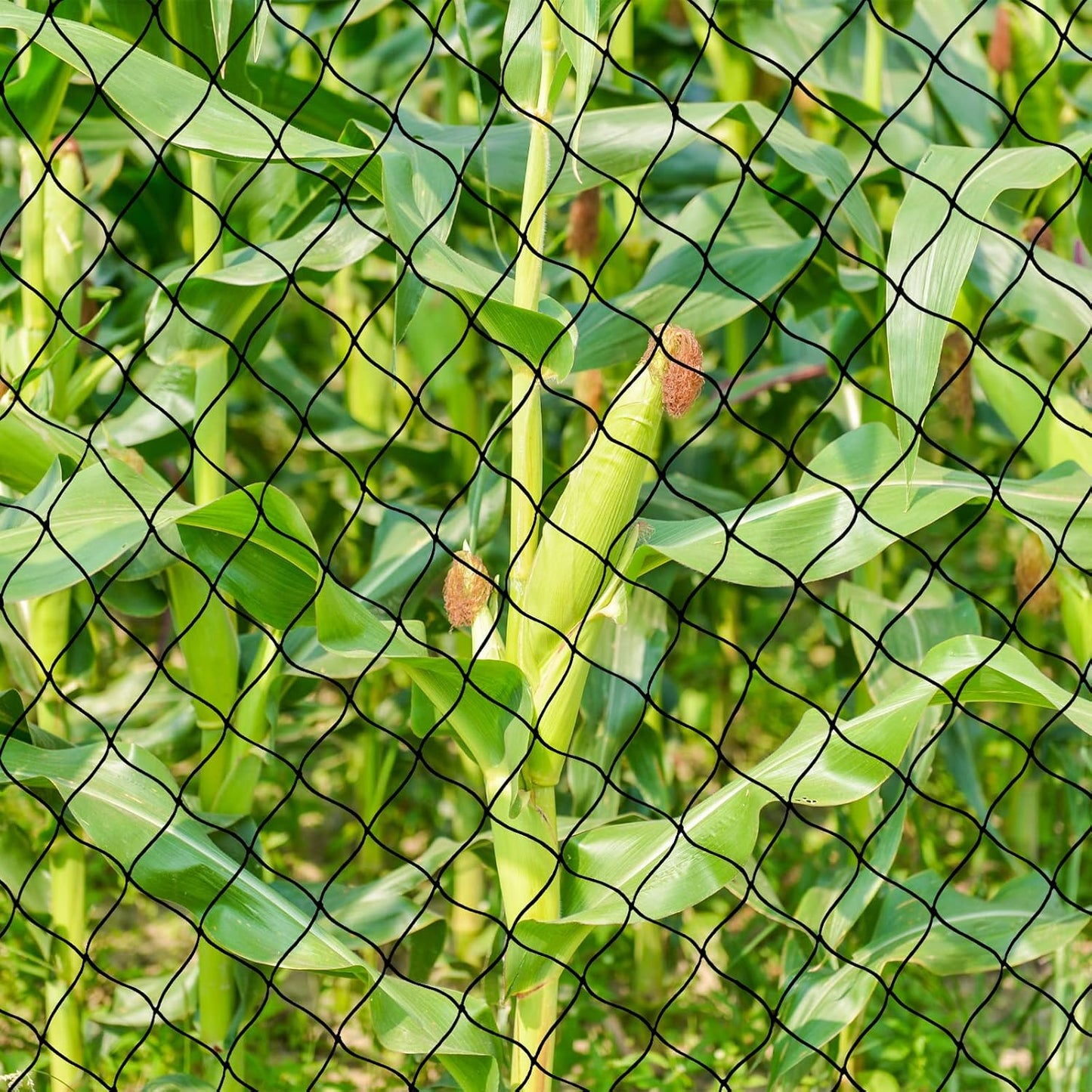 Bird Netting for Chicken Coop, 25'x50' with 2.4" Square Mesh