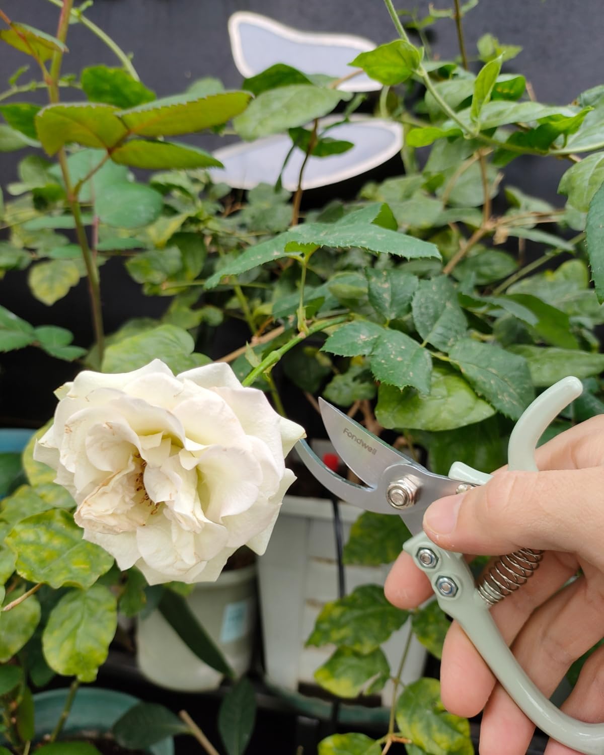 6.5" Precision Pruning Shears for Gardening Bud Trimming Scissors