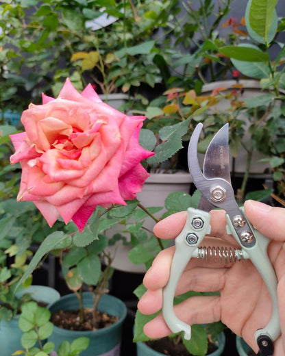 6.5" Precision Pruning Shears for Gardening Bud Trimming Scissors