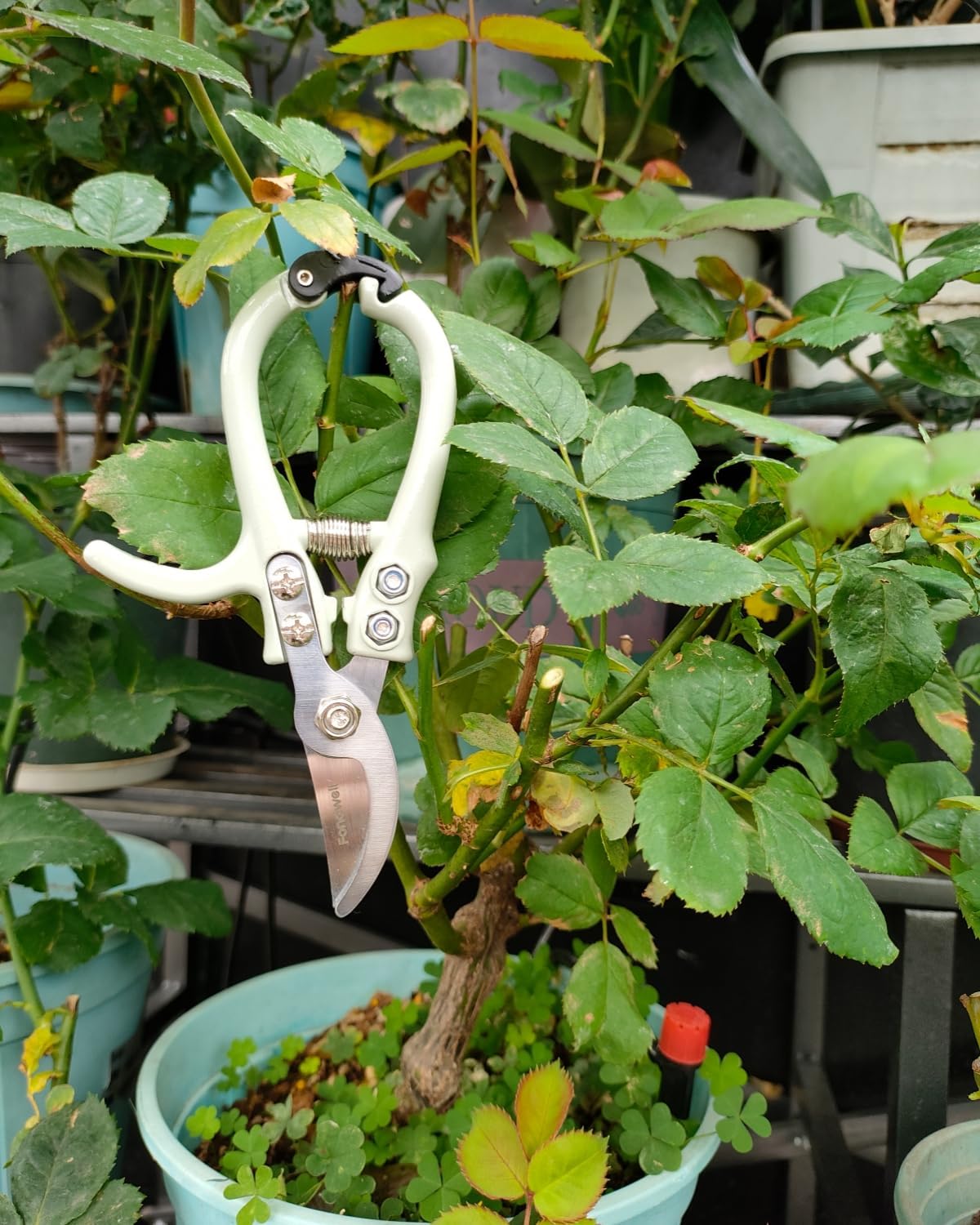 6.5" Precision Pruning Shears for Gardening Bud Trimming Scissors