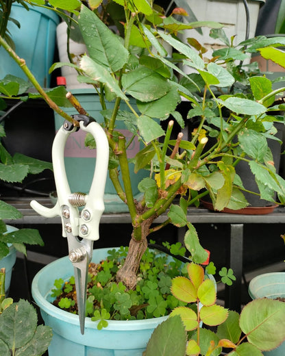 6.5" Precision Pruning Shears for Gardening Bud Trimming Scissors