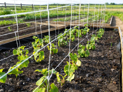 Nylon Trellis Netting Roll 5 x 200 ft, Heavy Duty Garden Netting with 6 Inch Soft Mesh, Plant Support Mesh for Climbing Plants, Vegetables, Fruits, Cucumbers, Peas, Tomatoes