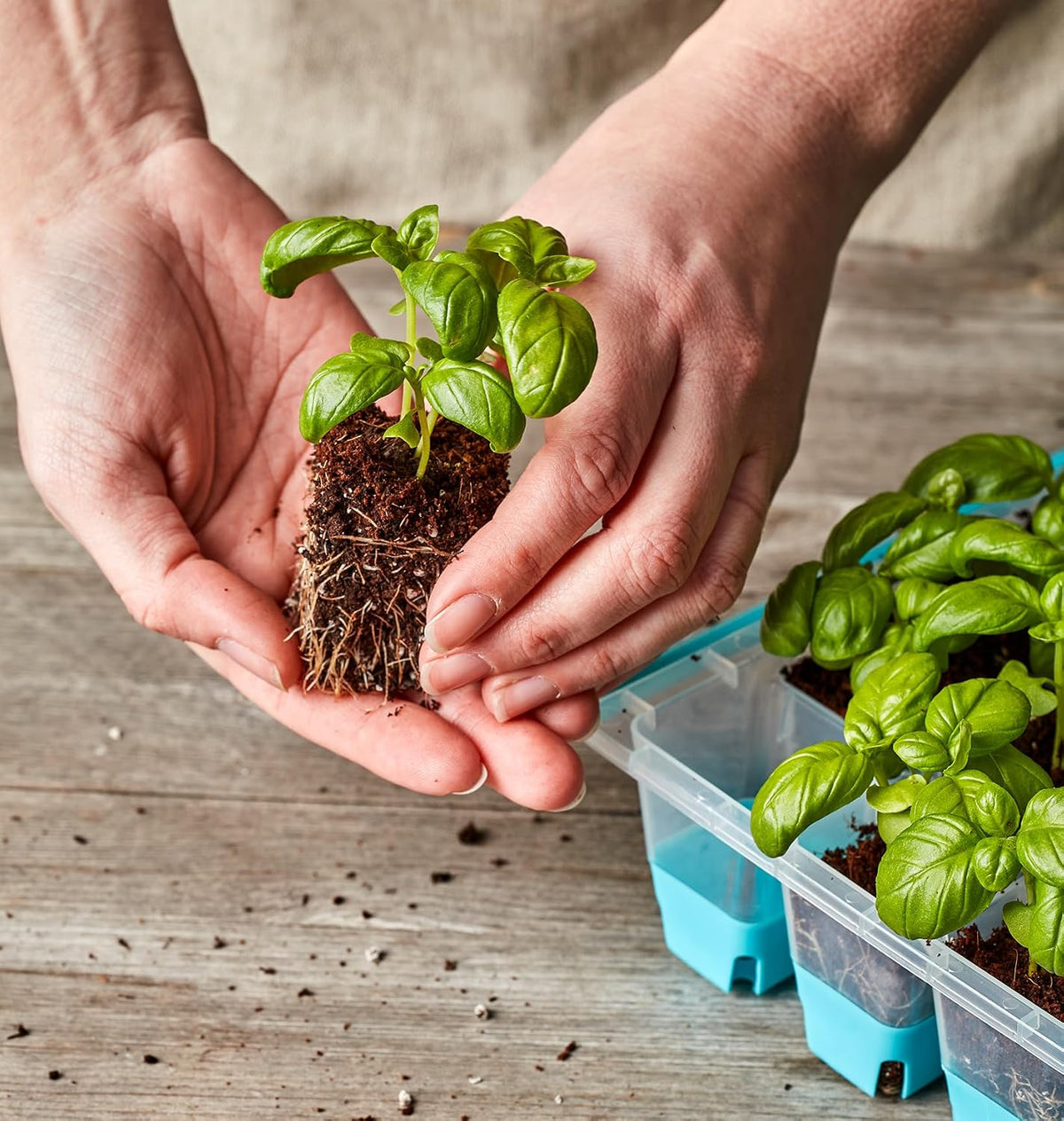 SuperSeed 36-Cell Reusable Seed Starting Tray for Indoor Seedlings