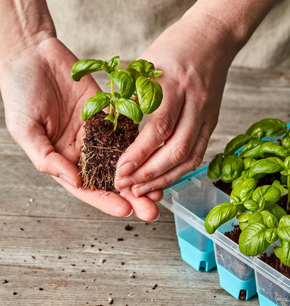 SuperSeed 36-Cell Reusable Seed Starting Tray for Indoor Seedlings