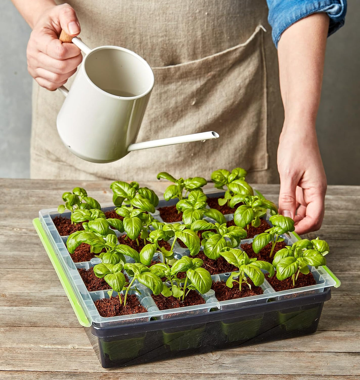 SuperSeed 36-Cell Reusable Seed Starting Tray for Indoor Seedlings