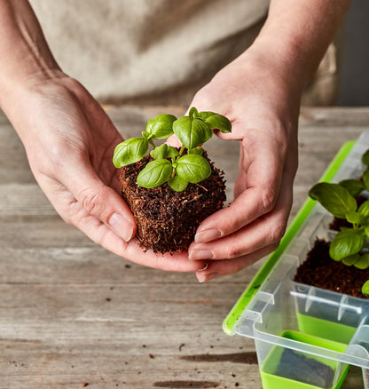 SuperSeed 36-Cell Reusable Seed Starting Tray for Indoor Seedlings