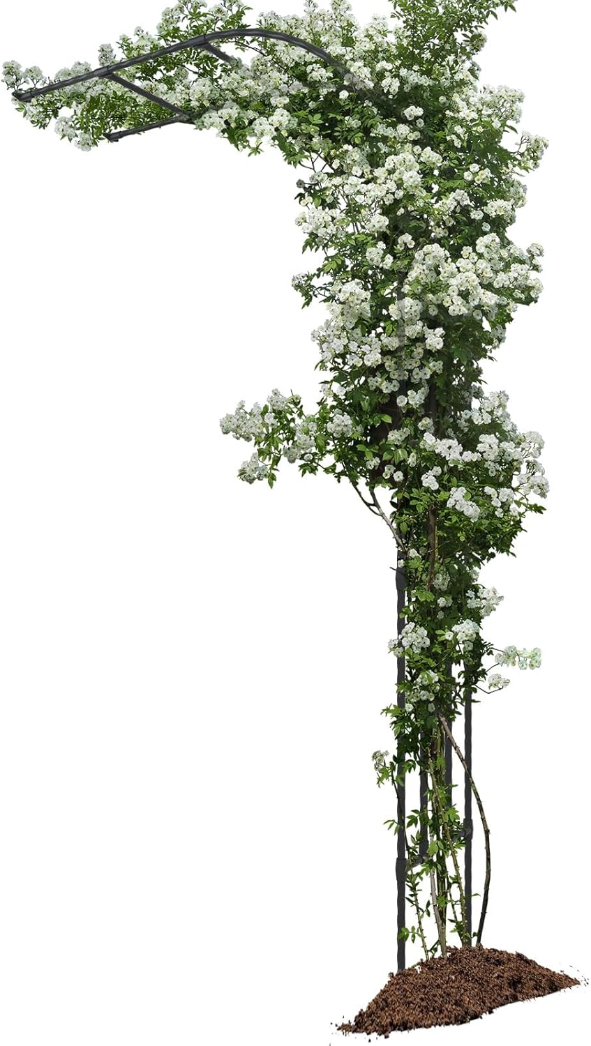 BUKLIYN Garden Arch Trellis - Garden Arch Size Length: 59in Height: 94.5in