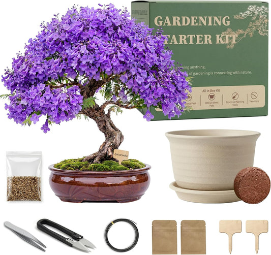 Bonsai Tree Starter Kit, Jacaranda Bonzai Kit, Indoor Bonsai Trees Plant Seeds with Drainage Design Pots, Gardening Gifts for Women, High-Value Plant Gifts