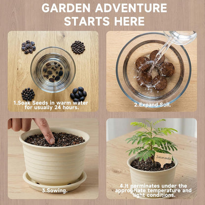 Bonsai Tree Starter Kit, Jacaranda Bonzai Kit, Indoor Bonsai Trees Plant Seeds with Drainage Design Pots, Gardening Gifts for Women, High-Value Plant Gifts