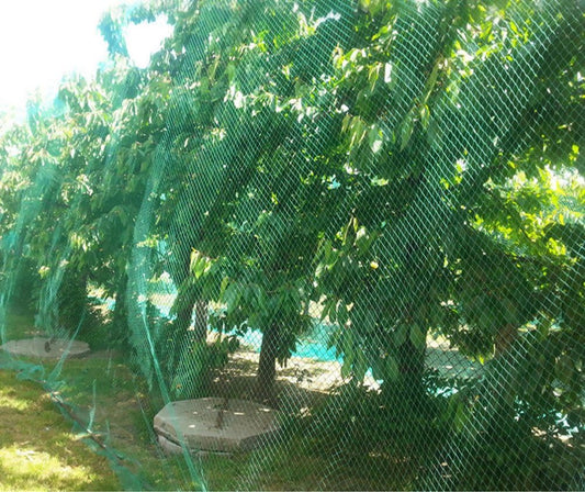 13Ft x 33Ft Anti Bird Netting Protection Mesh Garden Netting Seedlings Plants Flowers Fruit Trees Vegetables from Rodents Deer Reusable Fencing, Green