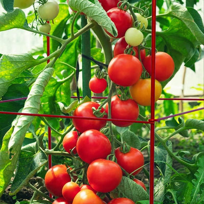 6-Pack 46inch Metal Tomato Cage for Garden Plant Support