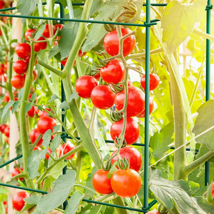 6-Pack 46inch Metal Tomato Cage for Garden Plant Support