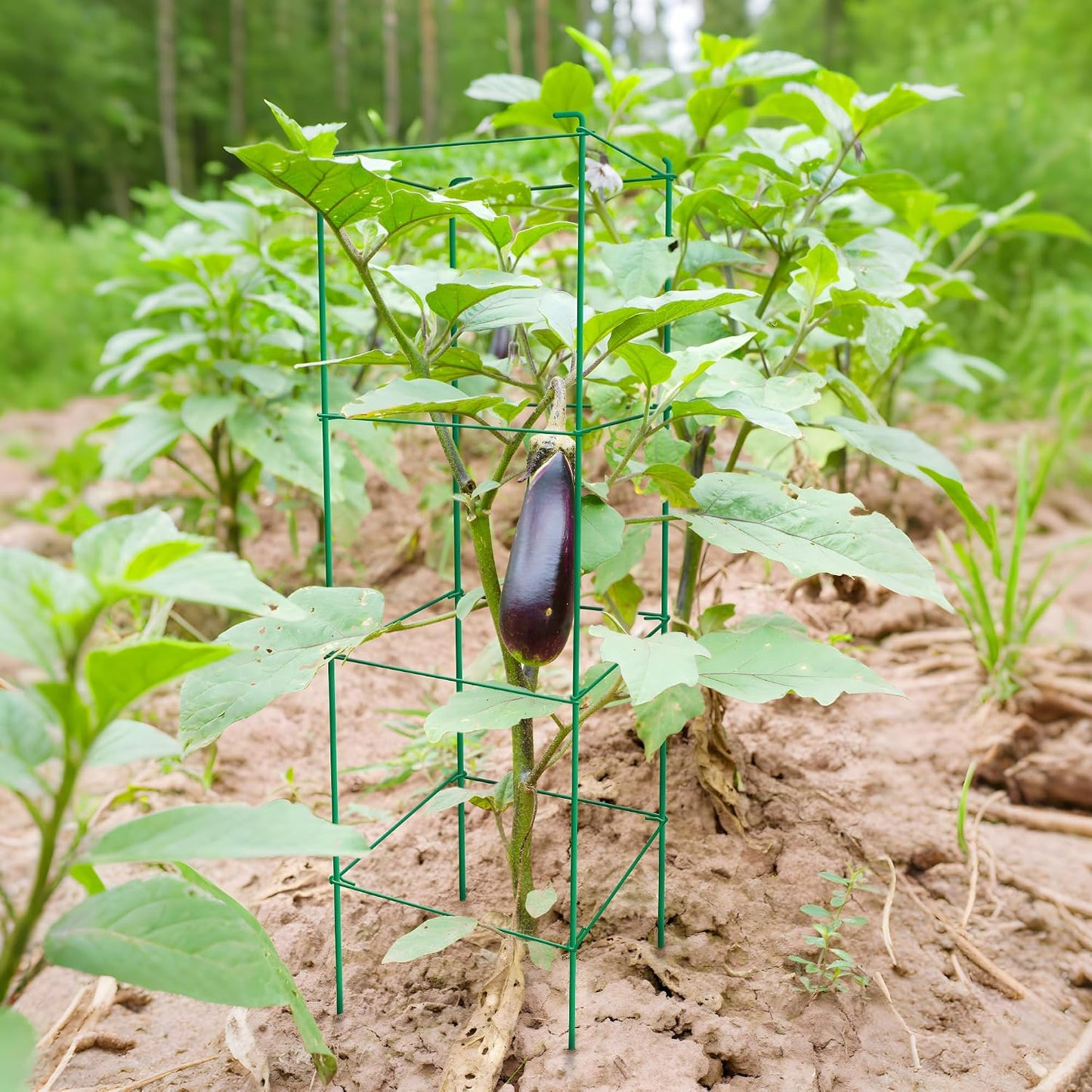 6-Pack 46inch Metal Tomato Cage for Garden Plant Support