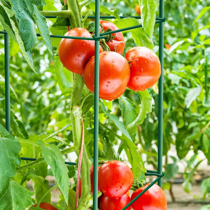 6-Pack 46inch Metal Tomato Cage for Garden Plant Support