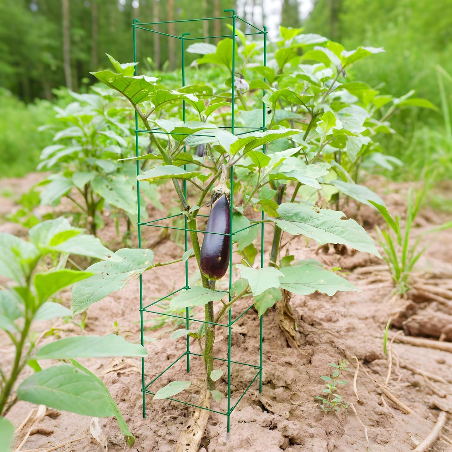 6-Pack 46inch Metal Tomato Cage for Garden Plant Support