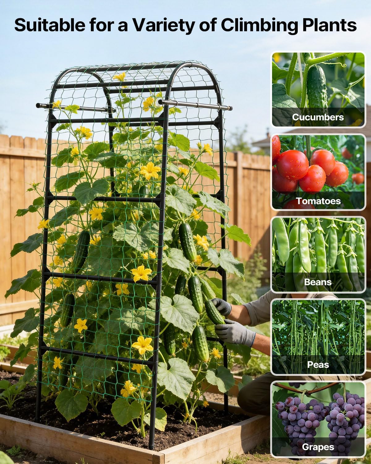 Cucumber Trellis for Raised Bed 63" x 63" U-Shaped Metal