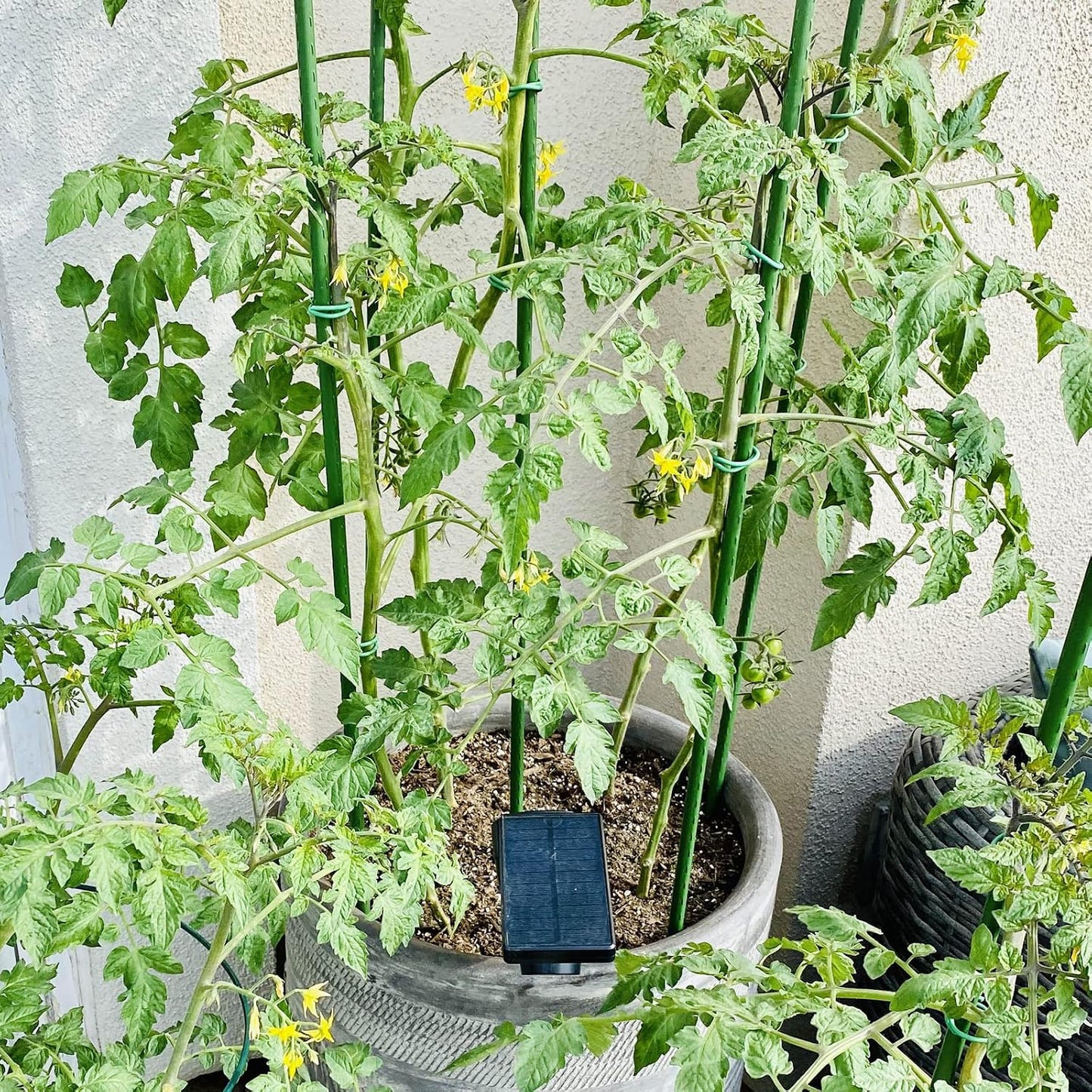 Garden Plant Stakes, 48 Inch 4Ft Steel Tomato Stakes, 25 Pack