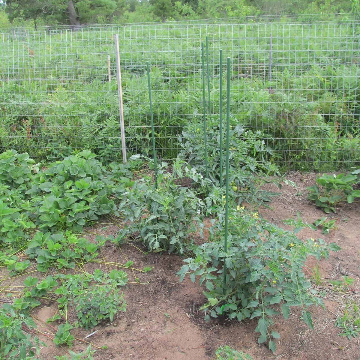 Garden Plant Stakes, 48 Inch 4Ft Steel Tomato Stakes, 25 Pack