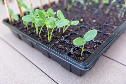 5-Set Seed Starter Tray Kits, Durable Plant Germination Trays with Humidity Vented Domes and Bases, Ideal for Seed Starting, Indoor Gardening, and Greenhouse (Total 200 Cells)
