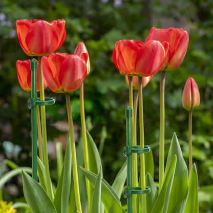 48 Pack Plant Support Stakes, 11 Inch&17 Inch Height Adjustable Garden Plant Stake Orchid Sticks with 48 Clips and 24 Links Potted Plant Support for Orchid, Amaryllis, Tomato, Indoor&Outdoor