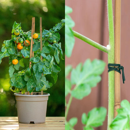 Plant Stakes 50Pcs 18IN, Premium Natural Bamboo Stakes Garden Stakes