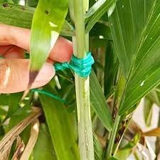 Twist Ties for Plants - 100 Pack 8” Garden Twist Ties for Climbing Plants, Outdoor, Indoor, Flowers, Vines - Reusable Green Plant Wire