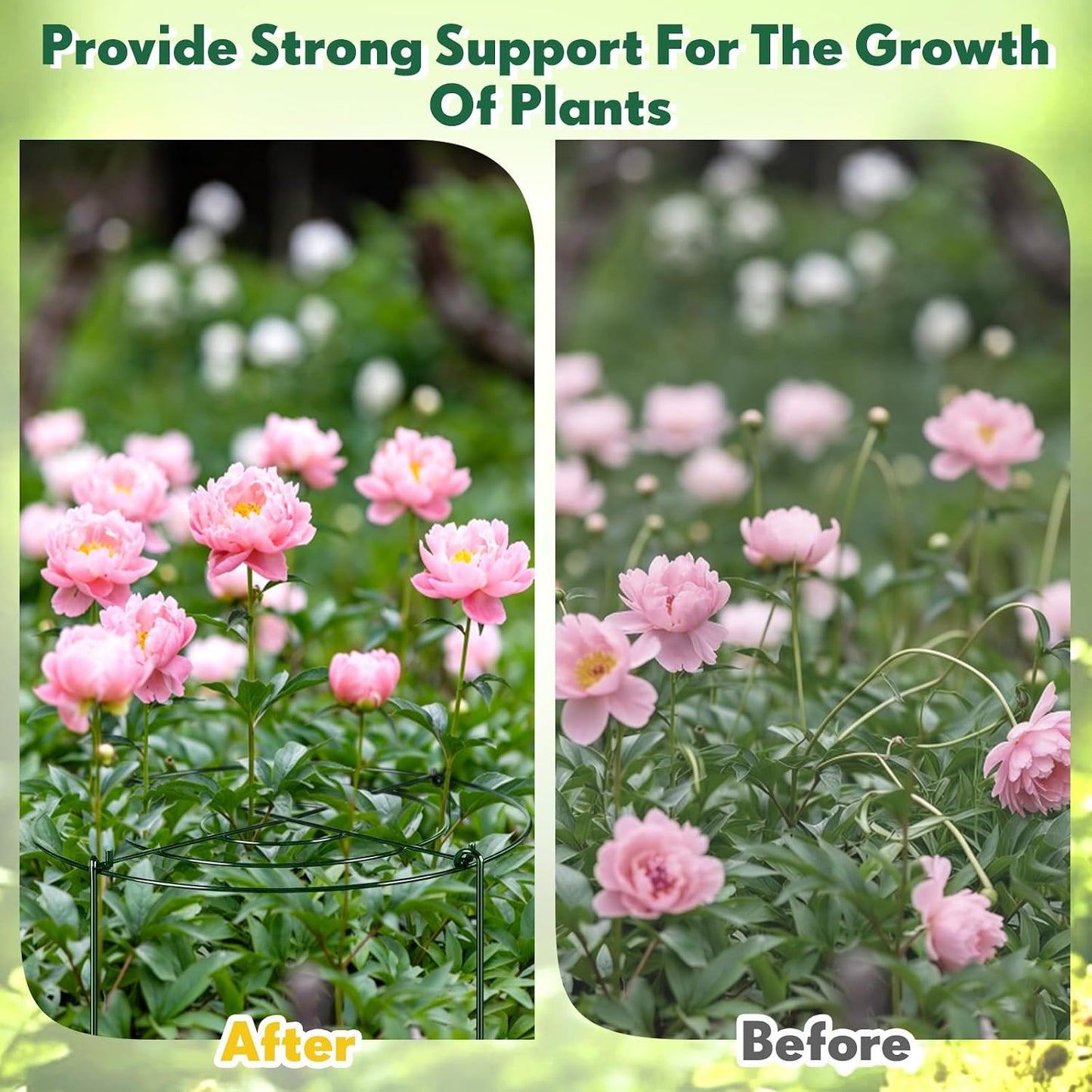 6 Pcs Adjustable Peony Cages and Supports, 24 x 12 Inch / 9 x 12 Inch Metal Peony Support Cage, Large Plant Frame Rings for Garden Outdoor Plants Flowers Tomato Vegetables, Height Adjustable