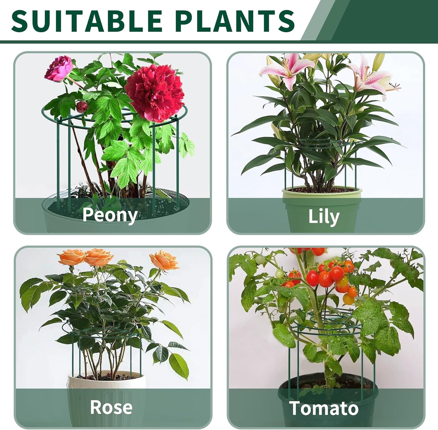 4pack Peony Cages and Supports, 10 x 16 Inch Four Legs Peony Cage, Heavy-Duty Peonies Support Cages, Peony Ring for Roses, Hydrangeas, Sage, Peonies, Cucumbers, Tomato