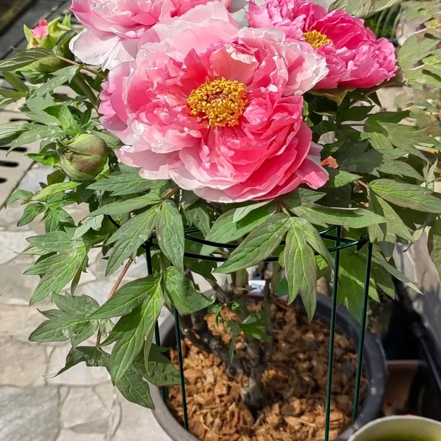 4pack Peony Cages and Supports, 10 x 16 Inch Four Legs Peony Cage, Heavy-Duty Peonies Support Cages, Peony Ring for Roses, Hydrangeas, Sage, Peonies, Cucumbers, Tomato