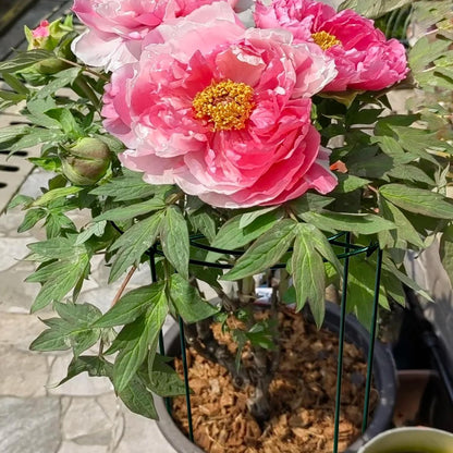 4pack Peony Cages and Supports, 10 x 16 Inch Four Legs Peony Cage, Heavy-Duty Peonies Support Cages, Peony Ring for Roses, Hydrangeas, Sage, Peonies, Cucumbers, Tomato