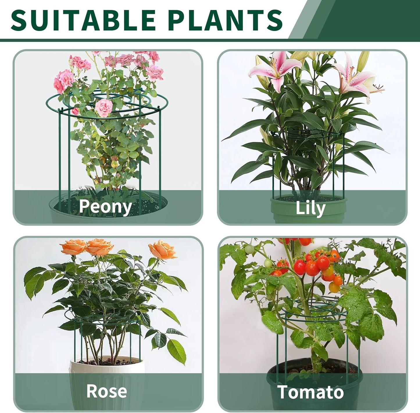 4pack Peony Cages and Supports, 10 x 16 Inch Four Legs Peony Cage, Heavy-Duty Peonies Support Cages, Peony Ring for Roses, Hydrangeas, Sage, Peonies, Cucumbers, Tomato