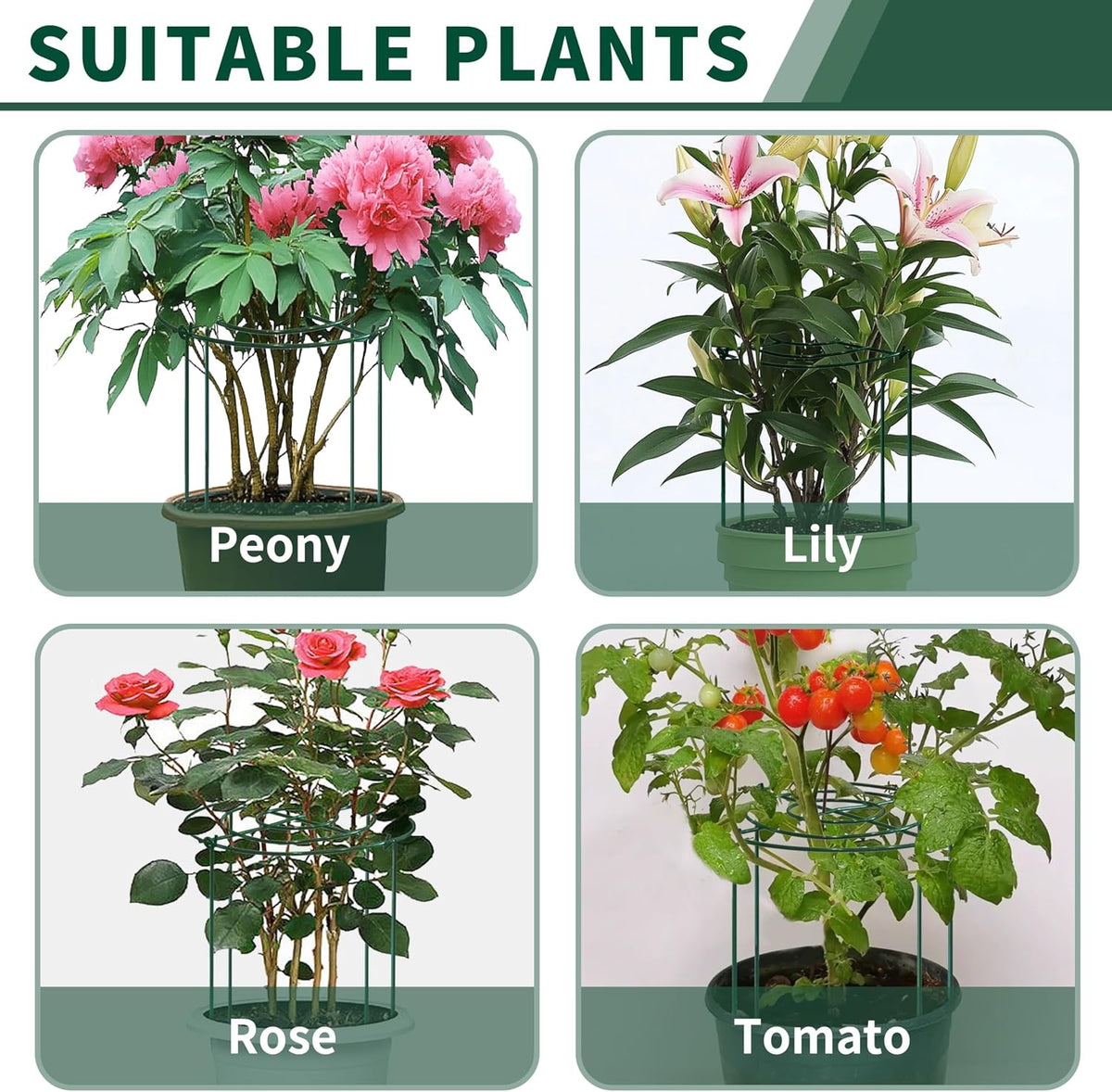 4pack Peony Cages and Supports, 10 x 16 Inch Four Legs Peony Cage, Heavy-Duty Peonies Support Cages, Peony Ring for Roses, Hydrangeas, Sage, Peonies, Cucumbers, Tomato