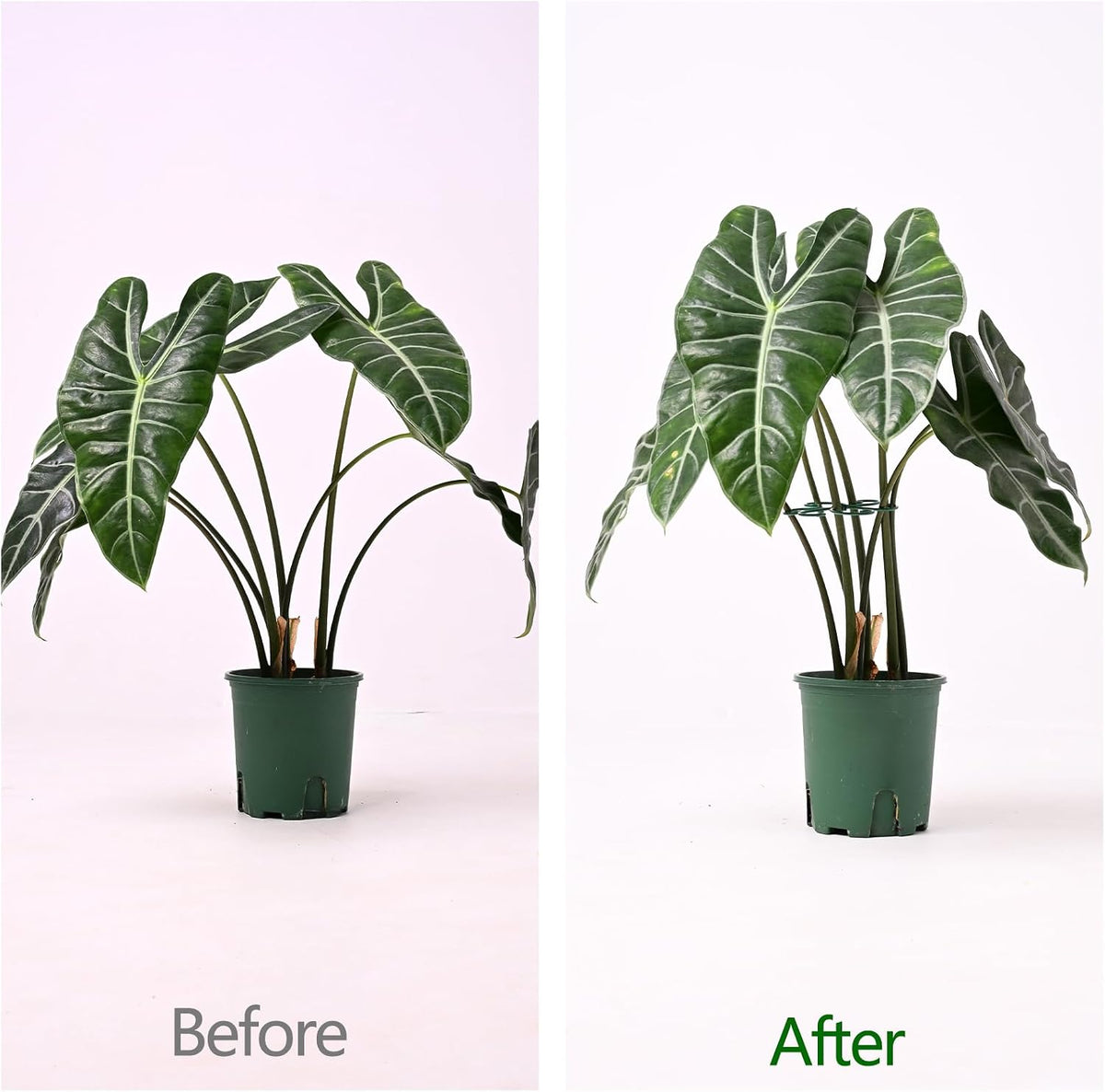 5PCS Monstera Plant Support Hook - 4.1 * 4.4IN Stem Holder