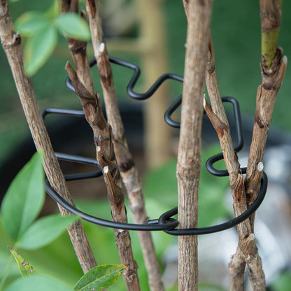 5PCS Monstera Plant Support Hook - 4.1 * 4.4IN Stem Holder