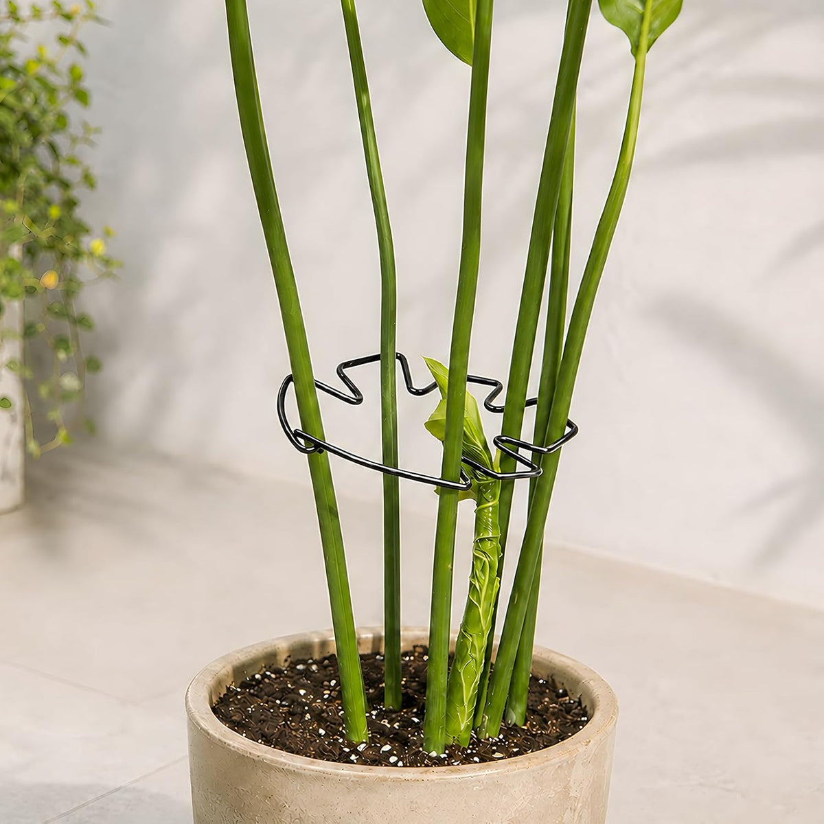 5PCS Monstera Plant Support Hook - 4.1 * 4.4IN Stem Holder