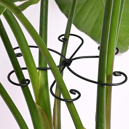5PCS Monstera Plant Support Hook - 4.1 * 4.4IN Stem Holder