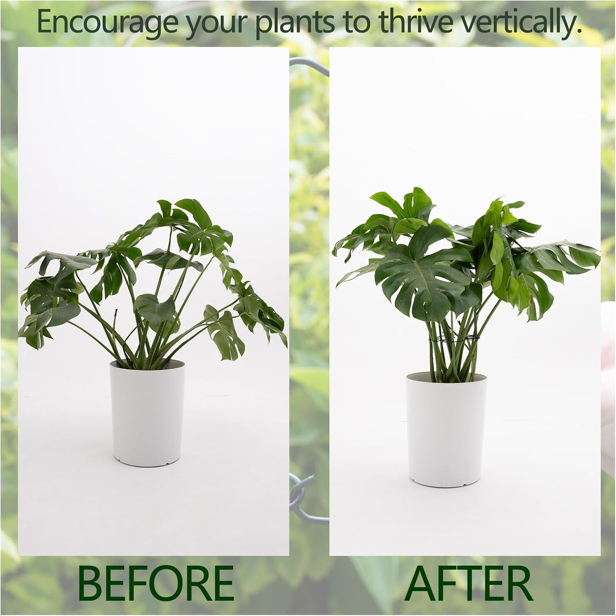 5PCS Monstera Plant Support Hook - 4.1 * 4.4IN Stem Holder