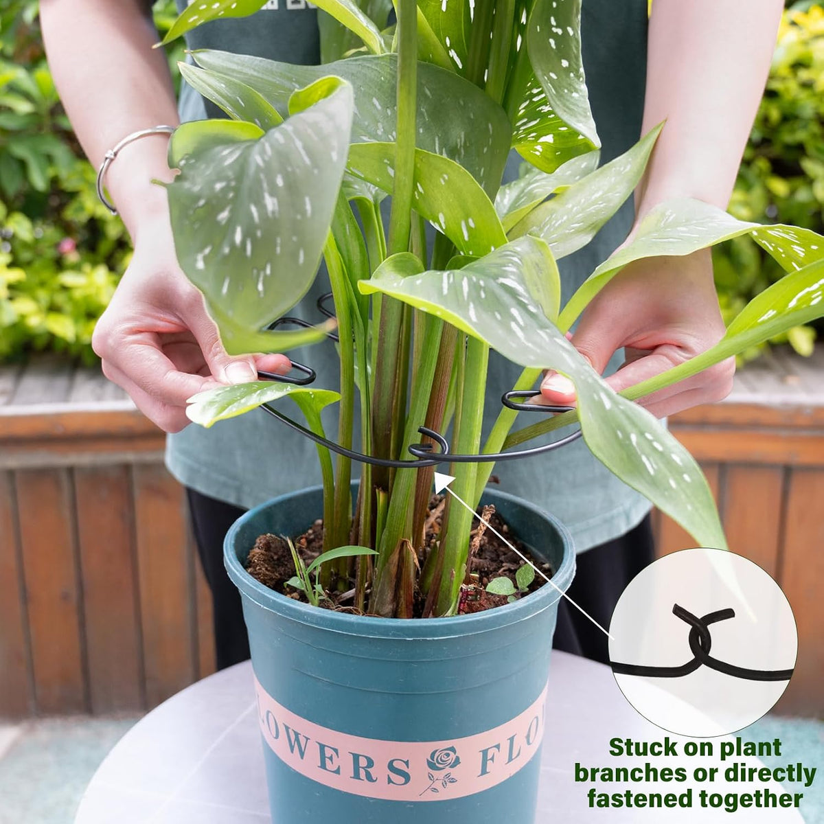 5PCS Monstera Plant Support Hook - 4.1 * 4.4IN Stem Holder